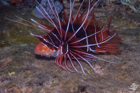 Clearfin Lionfish Facts Photographs Seaunseen