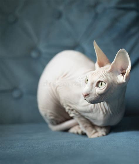 Naked Pussy Cameltoe Closeup Stock Photos Free Royalty Free Stock Photos From Dreamstime