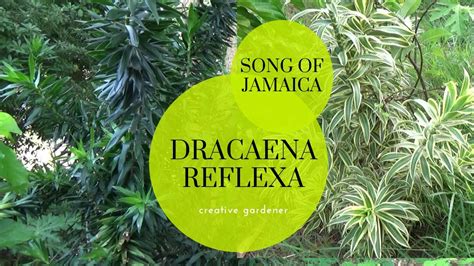 Dracaena Reflexa Song Of Jamaica YouTube