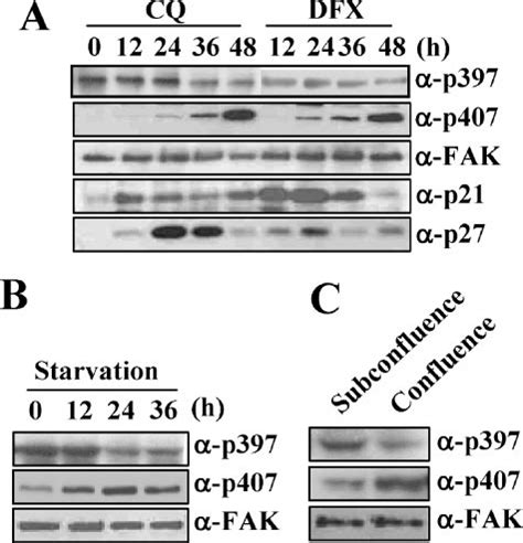 FAK Phosphorylation At Tyr 407 Appears Inversely Correlated With Cell