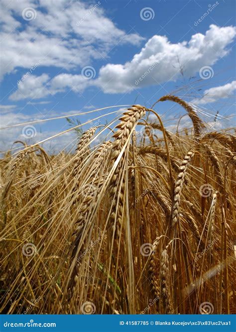 Barley before harvest. stock image. Image of natural - 41587785