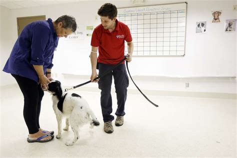 Cientistas treinam cães para farejar câncer de ovário