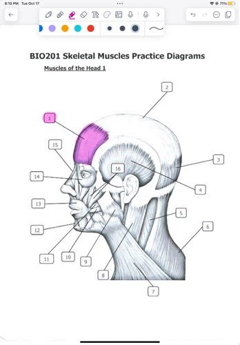 BIO 201 Muscle Diagrams Flashcards Quizlet