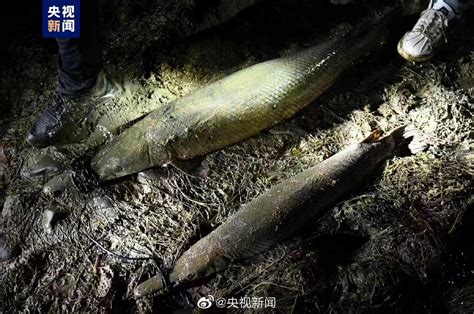 河南汝州怪鱼捕获 宁夏银川再现鳄雀鳝踪迹：独游河中无鱼敢靠近 快科技 科技改变未来