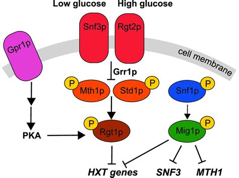 Regulation Of Genes Encoding The Major Hexose Transporters Positive