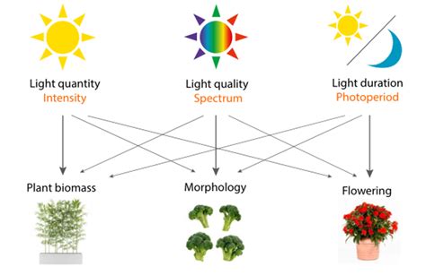 Everything You Need To Know About Led Grow Lights Tubu