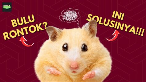 Penyebab Bulu Hamster Rontok Dan Cara Mengatasinya YouTube