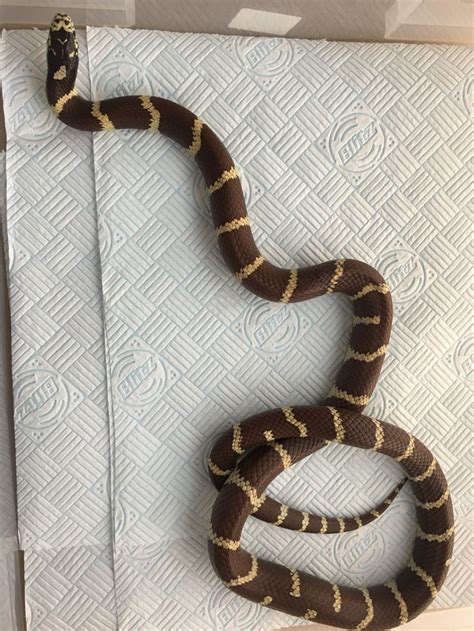 Banana Chocolate California King Snake California King Snake Snake