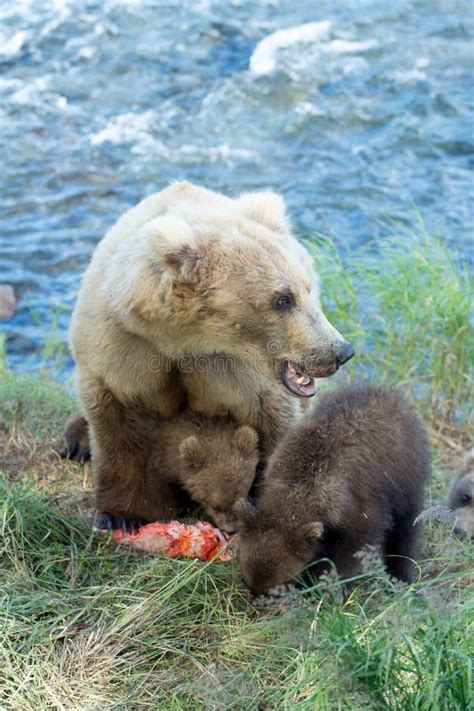 Alaskan Brown Bear Sow And Cubs Stock Photo Image Of Salmon Arctos