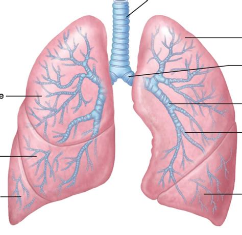 Lungs Diagram Quizlet