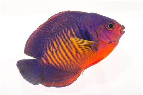 Peixe Anjo Dourado Caracter Sticas Habitat Reprodu O E Alimenta O