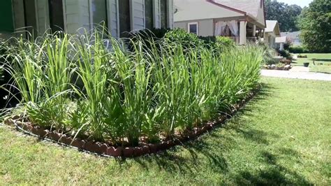 Lemongrass Landscaping