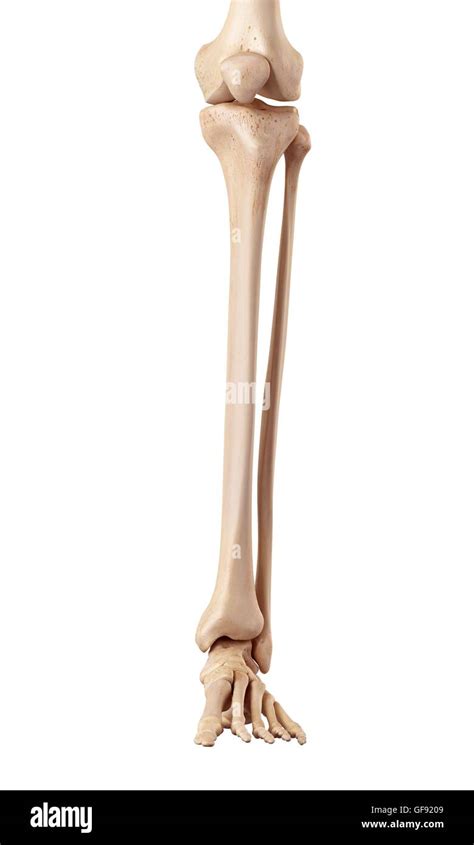 Human Leg Anatomy Bones