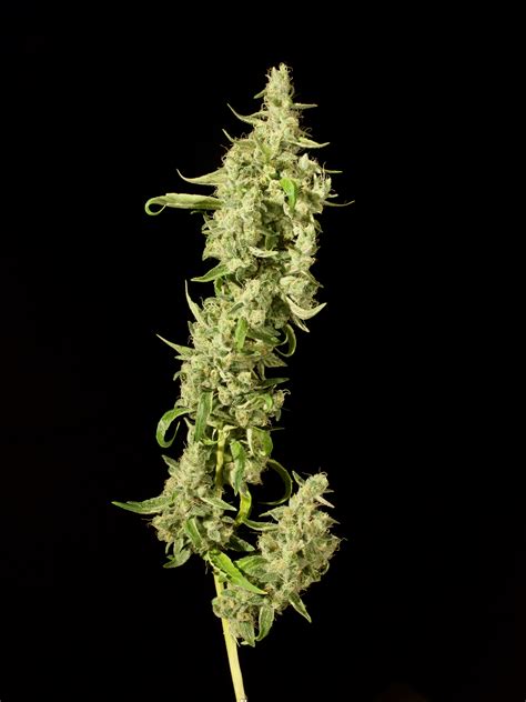 Violet Haze Sugar Shack Cannabis Strain Info