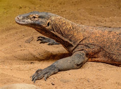 Potret Predator Puncak Terkejam Di Dunia Ada Komodo