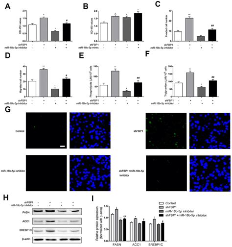 Loss Of FBP1 Promotes Proliferation Migration And Invasion By