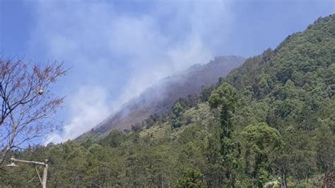 Kebakaran Hutan Gunung Panderman Ancam Habitat Elang Jawa Okezone News