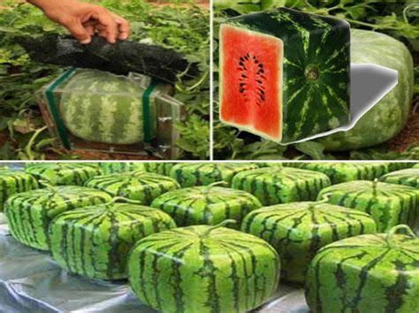 Square Watermelon Farming In Japan | Funotic.com