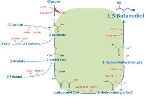 Schematic Diagram Of Bdo Biosynthetic Pathways From Glucose In An