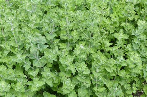 Curly Mint Mentha Spicata Var Crispa