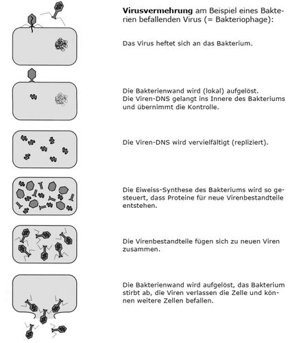 Mikrobiologie 3 Viren 3 2 Vermehrung 4 Vergleich Bakterien