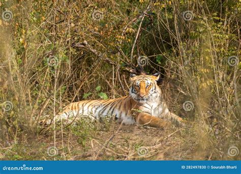 Eye Level Shot Of Wild Female Bengal Tiger Or Tigress Or Panthera