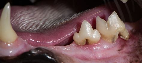 Feline Dental Disease