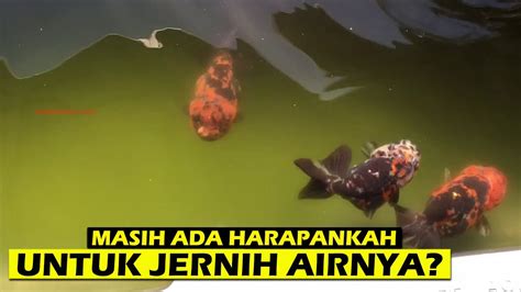 Air Ikan Mas Koki Sudah Hijau Lumutan Menghitam Pekat Masih Ada