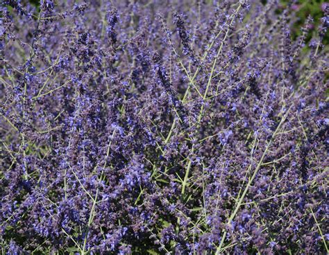 Perovskia CrazyBlue Bloomables