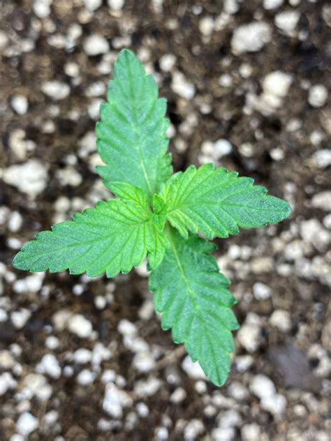 Anesia Seeds Auto Blackberry Moonrocks Grow Diary Journal Week By