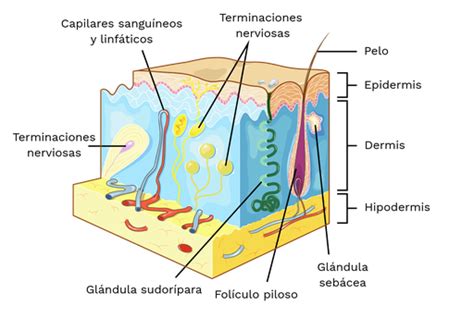 Capas De La Piel Labster Theory