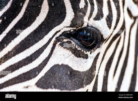 Zebra Face Hi Res Stock Photography And Images Alamy