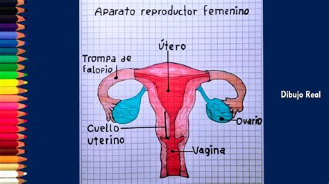 Aparato Reproductor Masculino Y Femenino