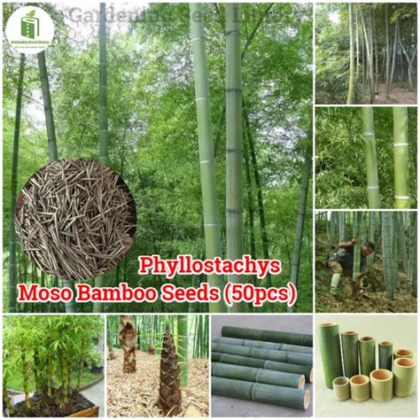 Easy To Grow Seeds Pack Rare Moso Bamboo Seed Phyllostachys High