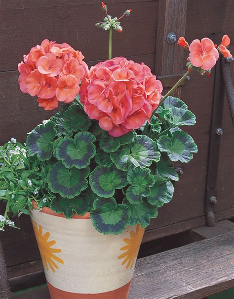 PELARGONIUM hortorum MAVERICK CORAL - Muller Seeds