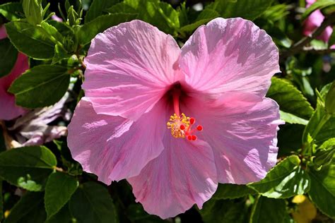 Hibiscus Care | How to Care for Hibiscus | Flower Glossary