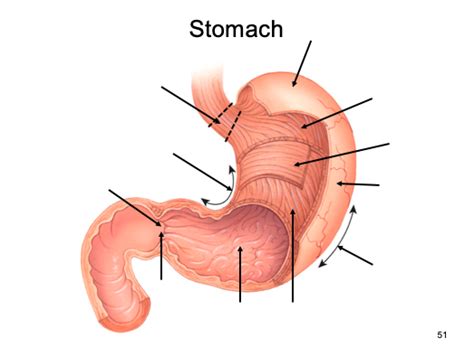 Stomach Diagram Quizlet