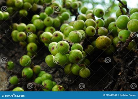 Cluster Of Ficus Racemosa Or Fig Or Indian Fig Fruit On Tree In Jakarta