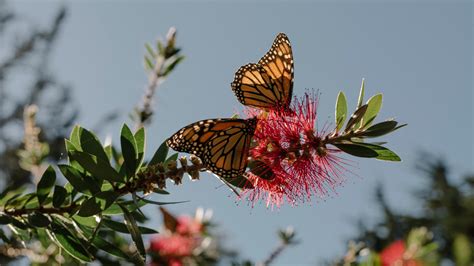 With 86% Drop, California’s Monarch Butterfly Population Hits Record Low - The New York Times