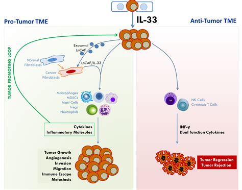 Ijms Free Full Text The Role Of Il 33st2 Pathway In Tumorigenesis