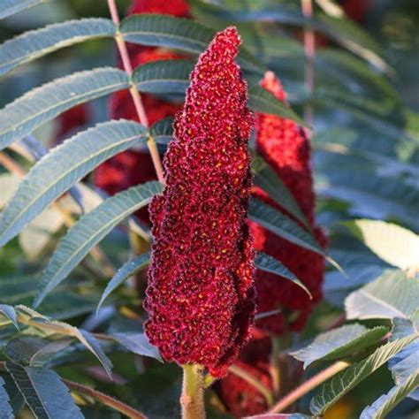 sumac vinaigrette mediterranean salad dressing