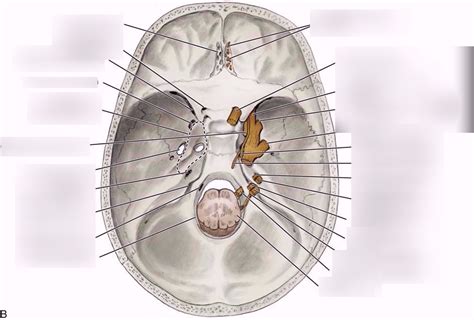 Cranial Nerves Exit Foramina Diagram Quizlet