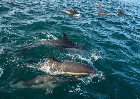 Dolphins in the ocean stock photo. Image of beaked, gray - 78438656