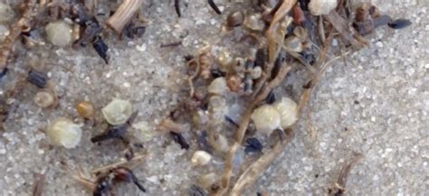 Newly Hatched Horseshoe Crabs