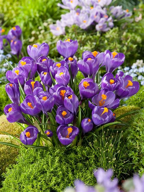 Gro Bl Tiger Krokus Crocus Flower Record St Blumenzwiebeln