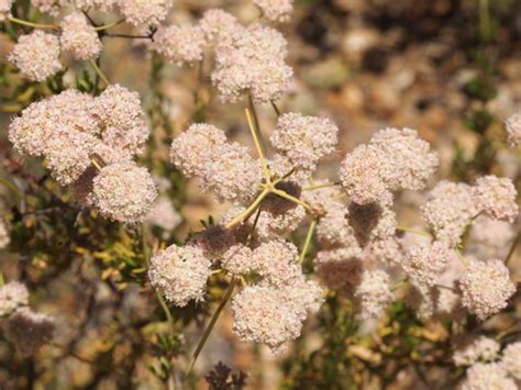 Mojave Desert California Buckwheat Northern Tehachapi Mountains Flora