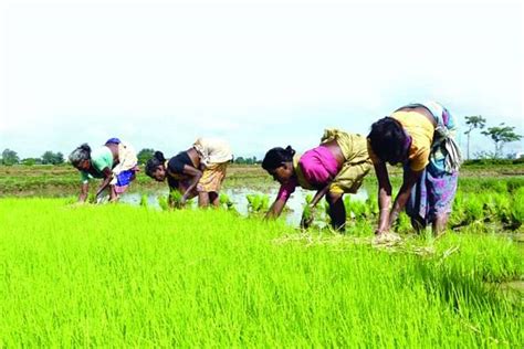 Monsoon Boost Deficit In Kharif Sowing To Be Over By July End Says