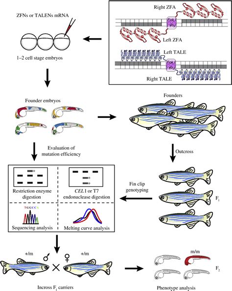 Figure From Reverse Genetic Approaches In Zebrafish Semantic Scholar