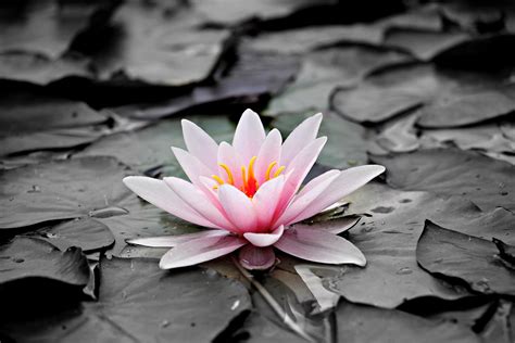 Black Lotus Wallpapers - Top Free Black Lotus Backgrounds - WallpaperAccess