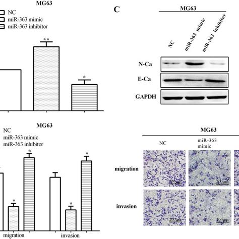 MiR 363 Inhibited Migration Invasion And EMT Of Osteosarcoma Cells A